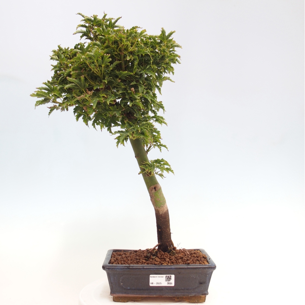 Kültéri bonsai -Javor pálma Acer palmatum Shishigashira