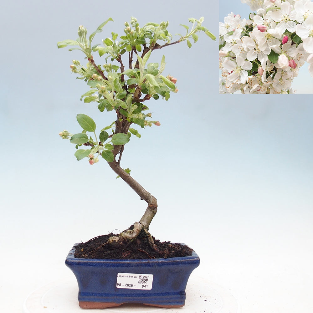 Kültéri bonsai -Malus halliana - Kis gyümölcsű almafa