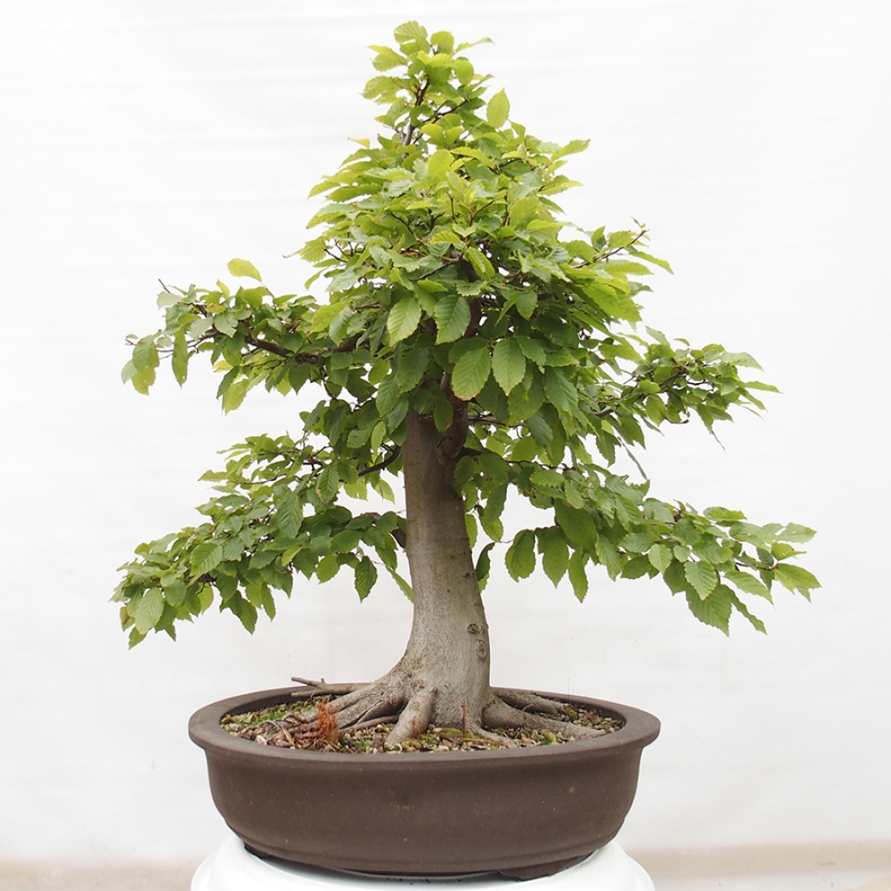 Kültéri bonsai - gyertyán - Carpinus betulus