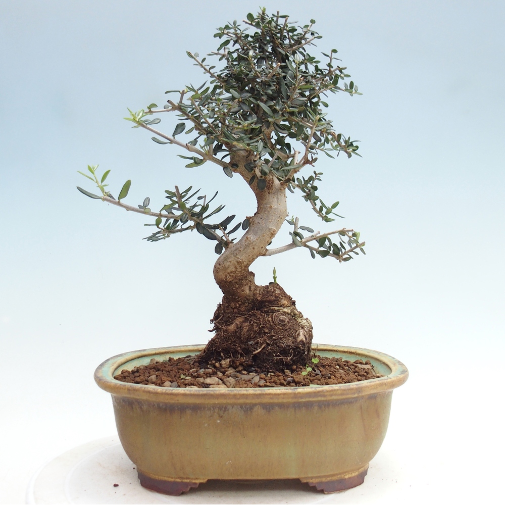 Beltéri bonsai - Olea europaea sylvestris