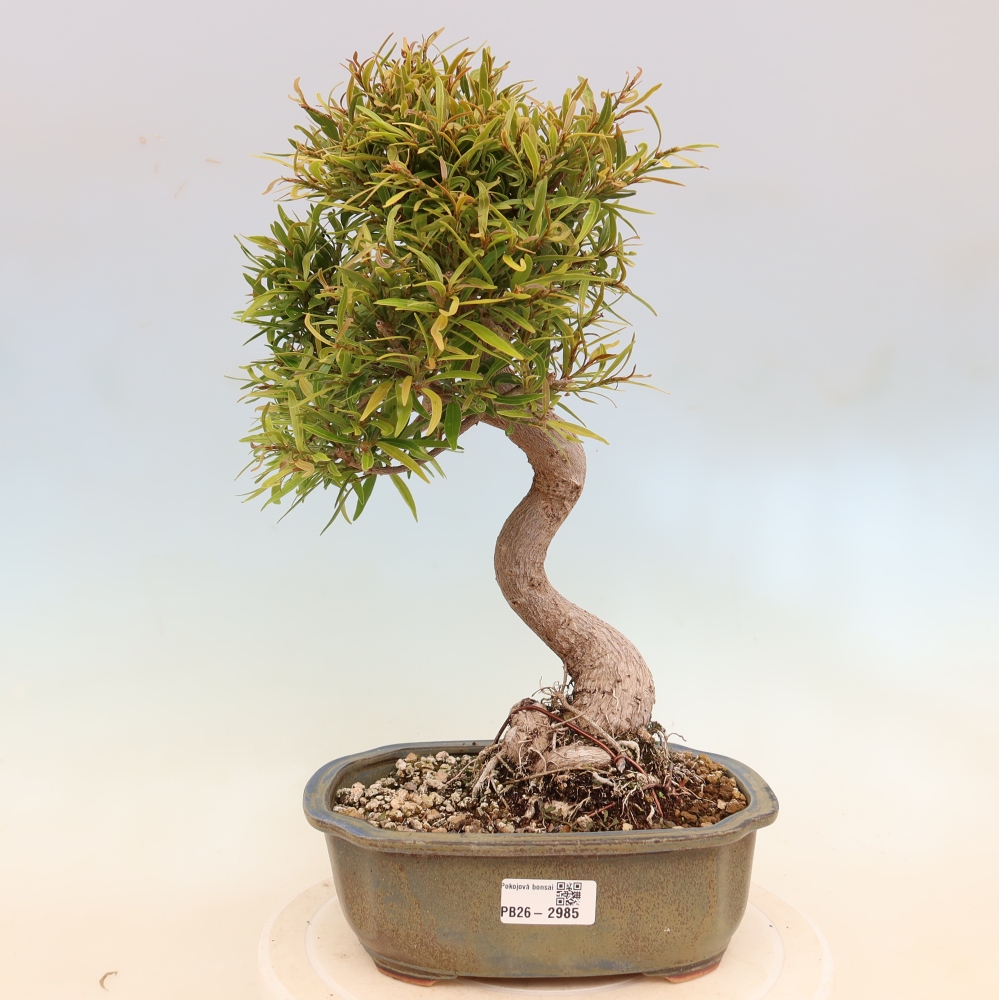Szobai bonsai - Ficus nerifolia - kislevelű fikusz