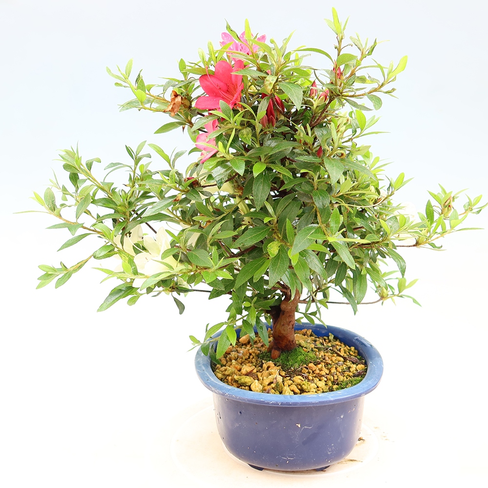 Kültéri bonsai - Japán azálea - Azalea Suigootome