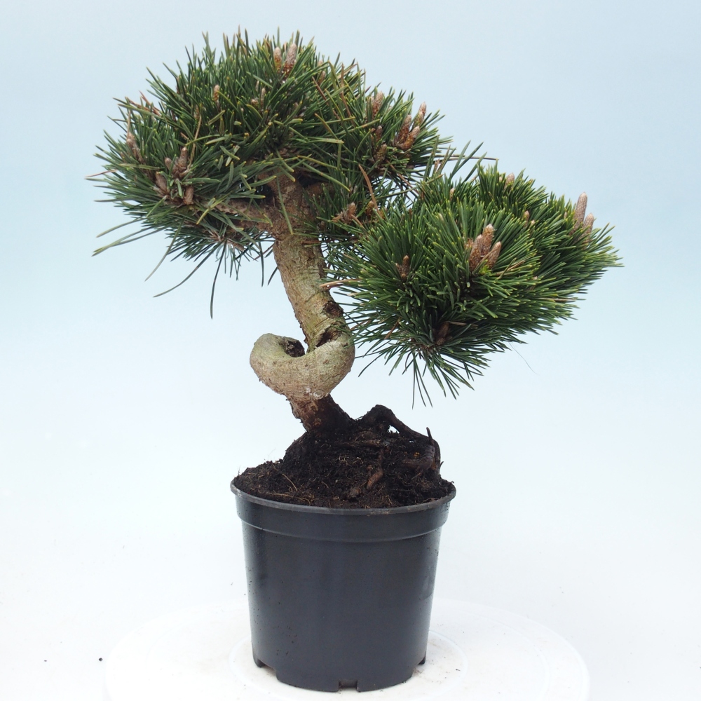 Kültéri bonsai - Pinus thunbergii senjyumaru - Thunberg fenyő