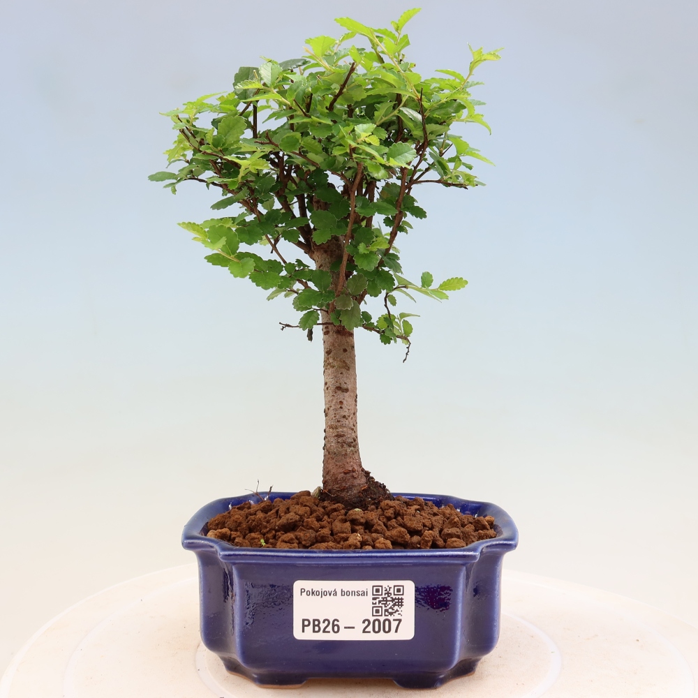 Szobai bonsai - Ulmus parvifolia - Kislevelű szilfa