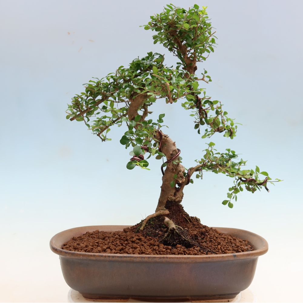 Szobai bonsai -Ligustrum retusa - kislevelű madárcsőrű