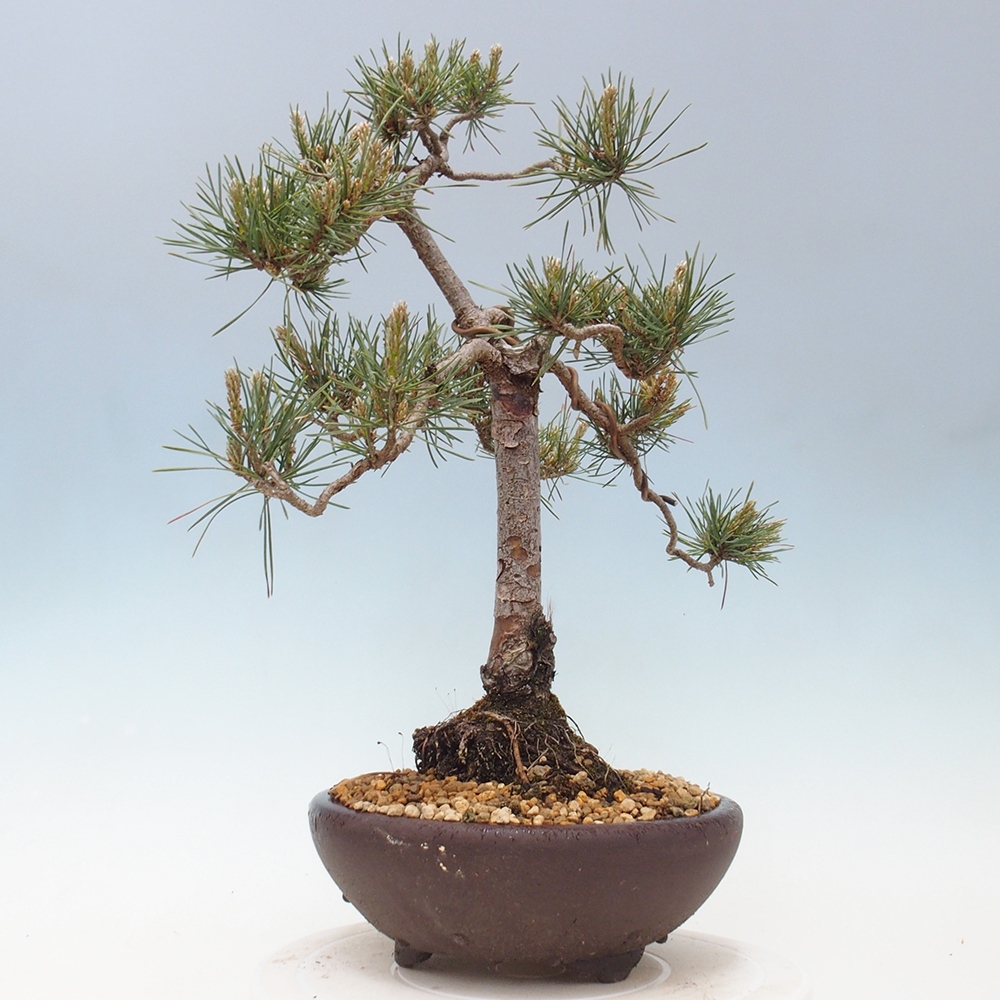 Kültéri bonsai - Pinus Sylvestris Watererri - erdeifenyő