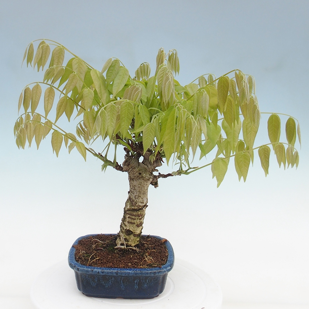 Kültéri bonsai - Wisteria floribunda