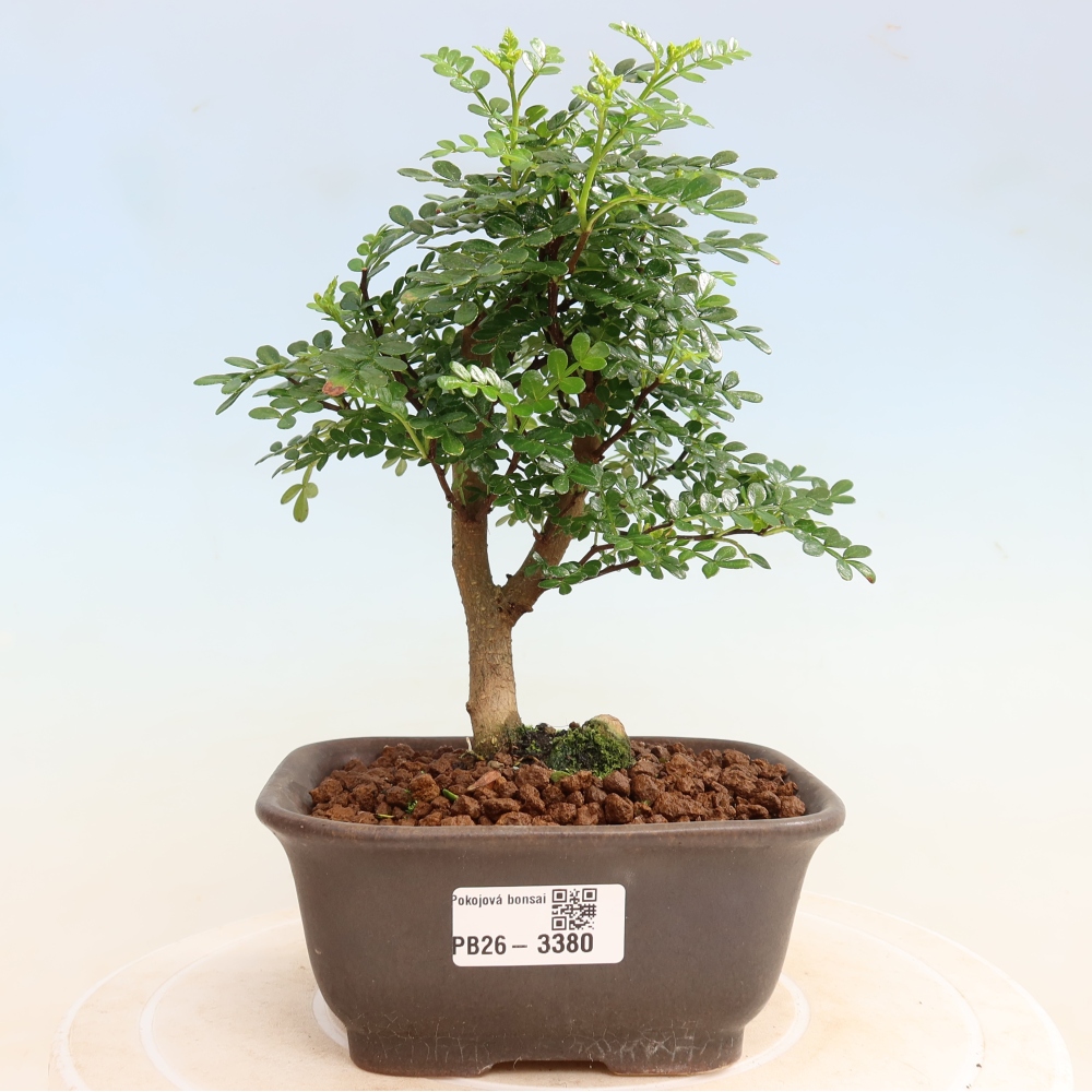 Szobai bonsai - Zantoxylum piperitum - borsfa