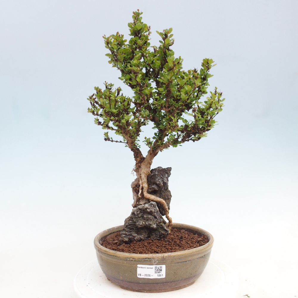 Kültéri bonsai - Berberis coreana