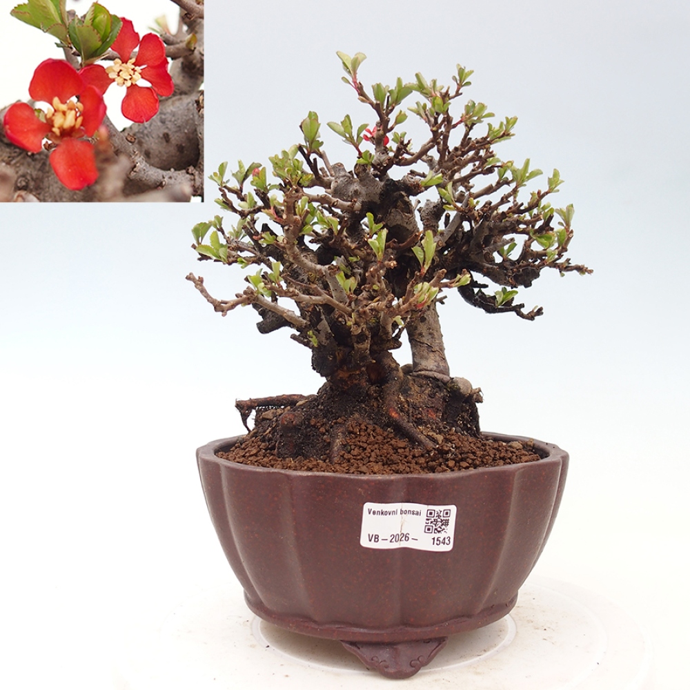 Kültéri bonsai - Chaneomeles speciosa - birs