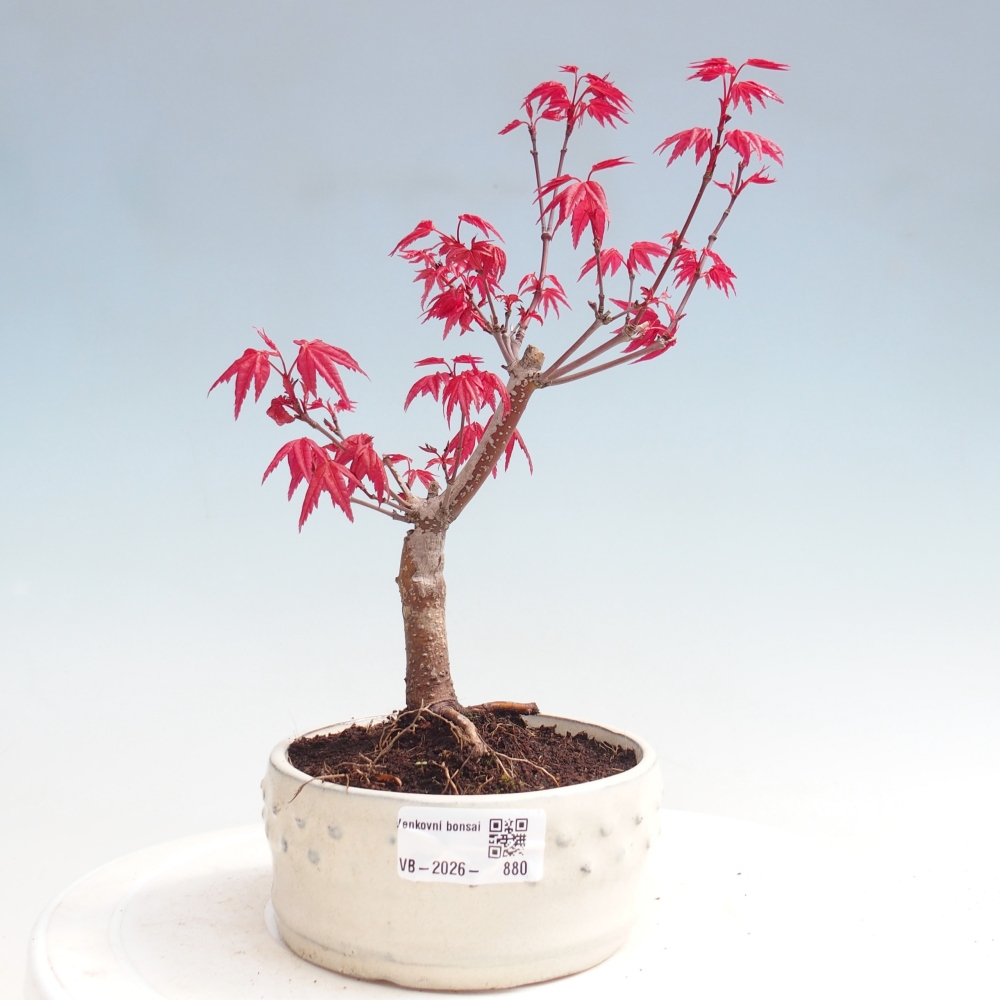 Kültéri bonsai - Acer palmatum DESHOJO