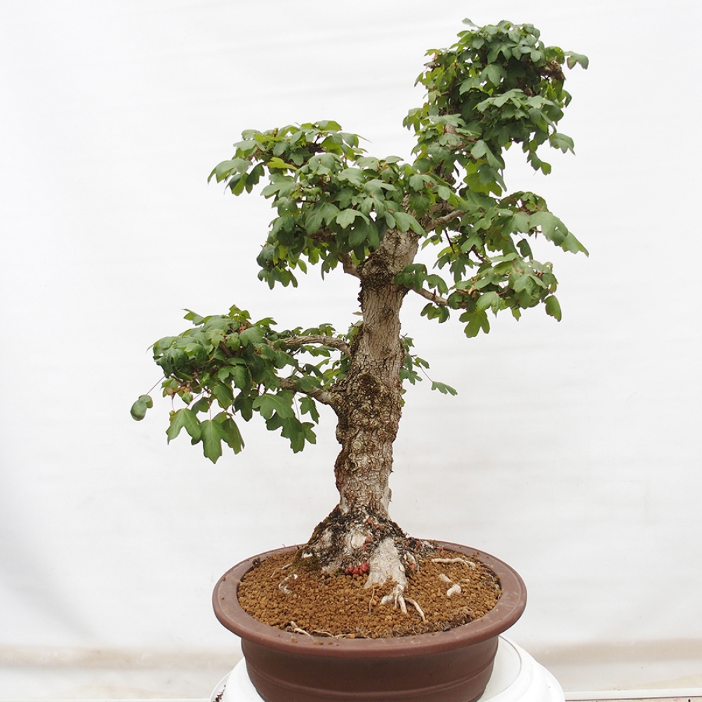 Kültéri bonsai -Javor babyka - Acer campestre