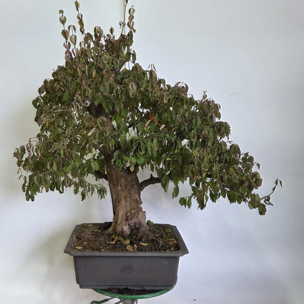 Kültéri bonsai kutyafa - Cornus Mas