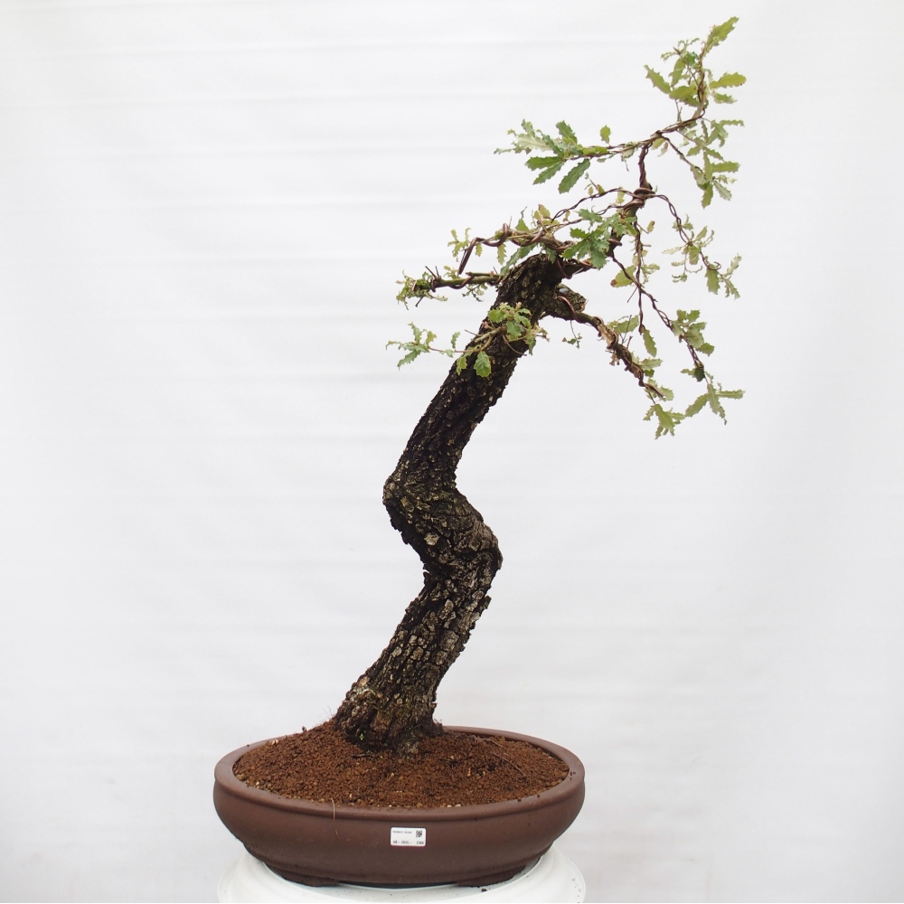 Yamadori - Quercus Ilex - Tölgy magyal