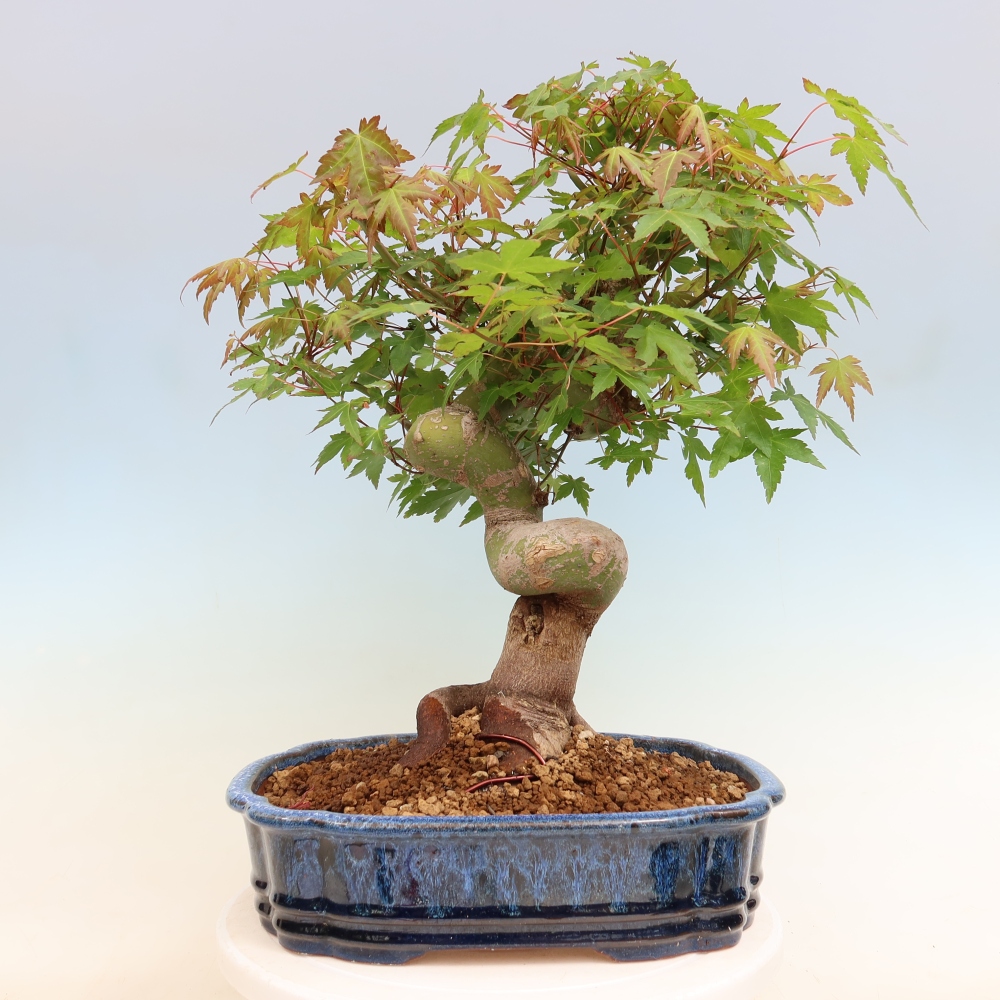 Kültéri bonsai - Juhar Burger - Acer Burgerianum