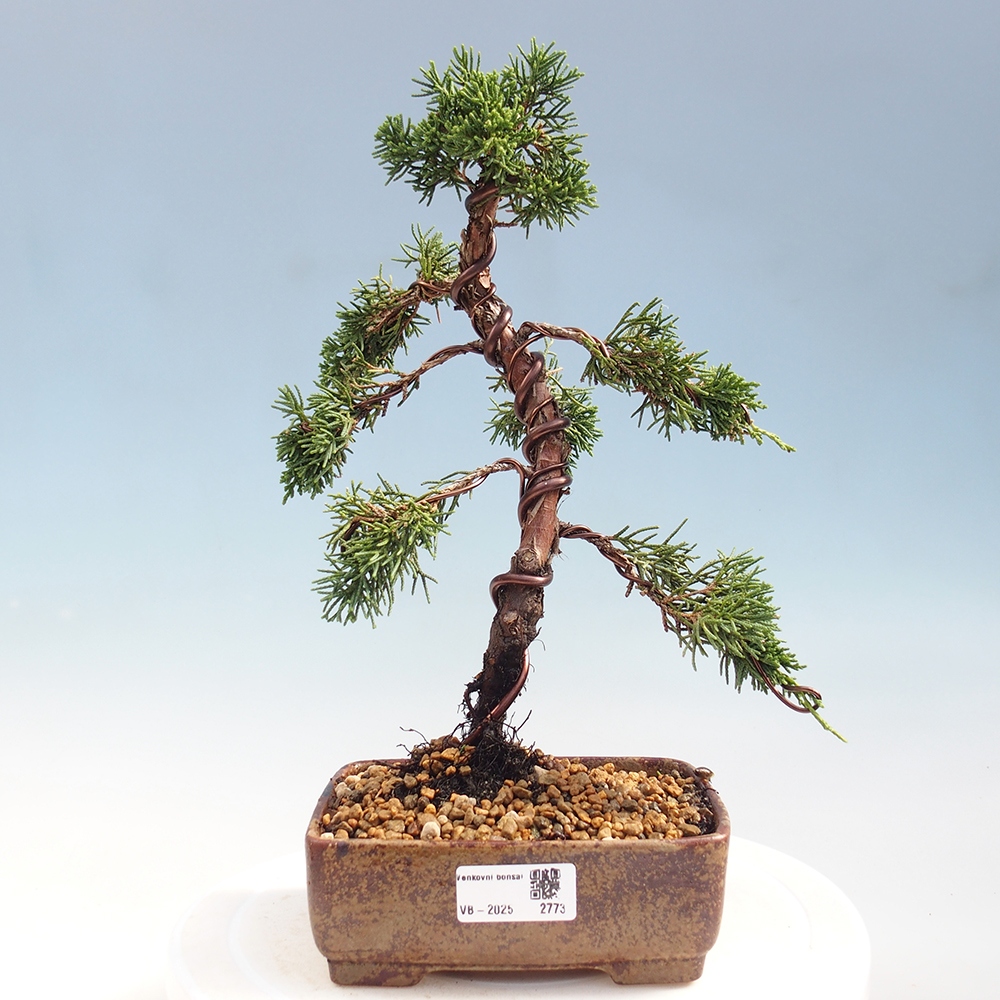Kültéri bonsai - Juniperus chinensis Kishu