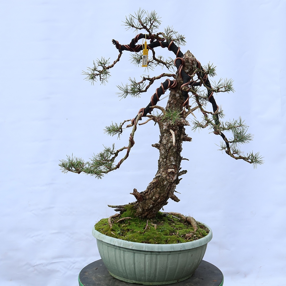Pinus sylvestris Spanyolország – erdei fenyő
