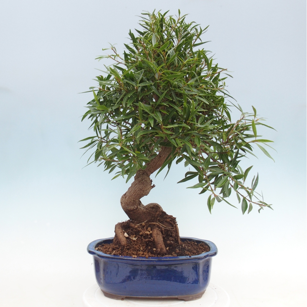 Szobai bonsai - Ficus nerifolia - kislevelű fikusz