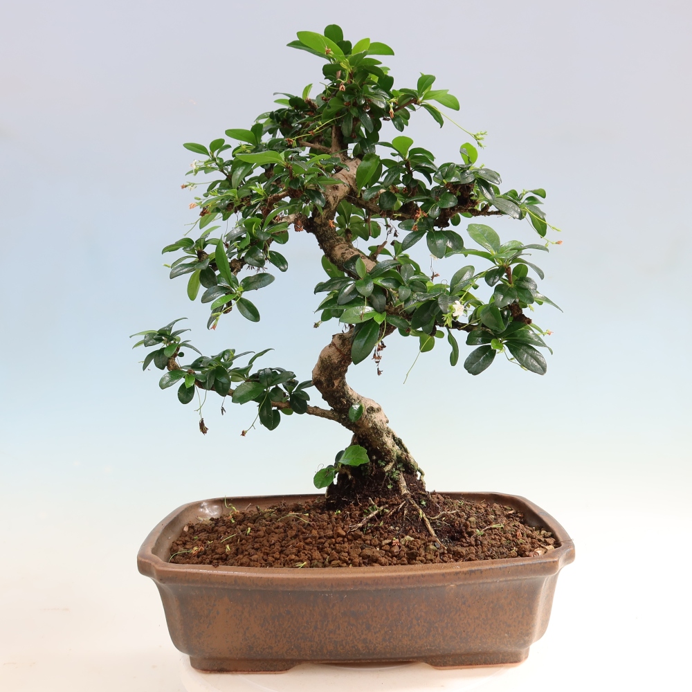 Szobai bonsai - Carmona macrophylla - Tea fuki