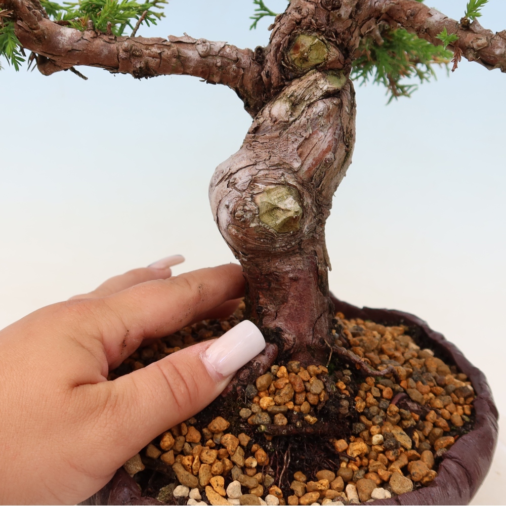 Kültéri bonsai - Juniperus chinensis Itoigawa