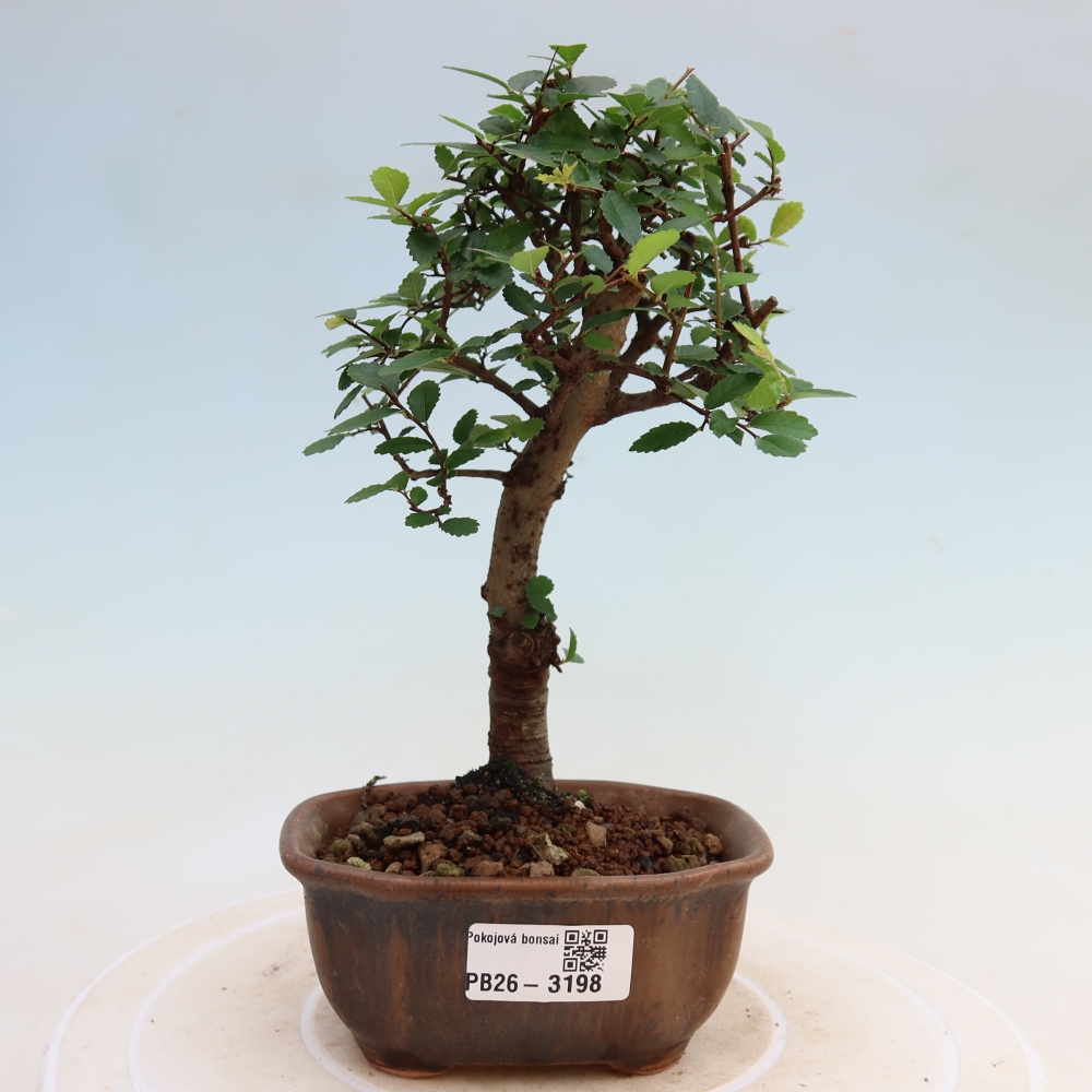 Szobai bonsai - Ulmus parvifolia - Kislevelű szilfa