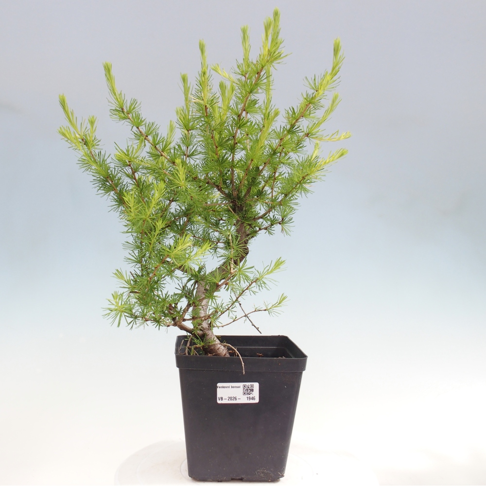 Kültéri bonsai - Larix decidua - vörösfenyő
