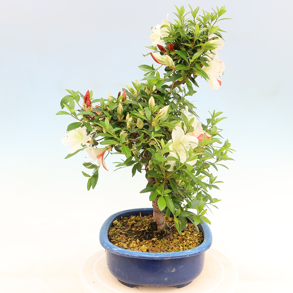 Kültéri bonsai - Japán azálea - Azálea Asahi-no-izumi