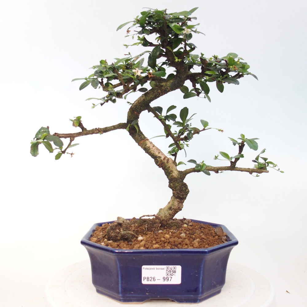 Szobai bonsai - Carmona macrophylla - Tea fuki
