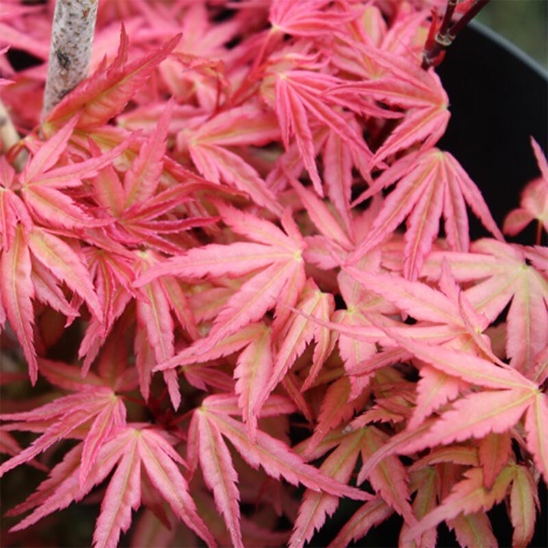 Juhar - Acer palmatum Beni Tsukasa