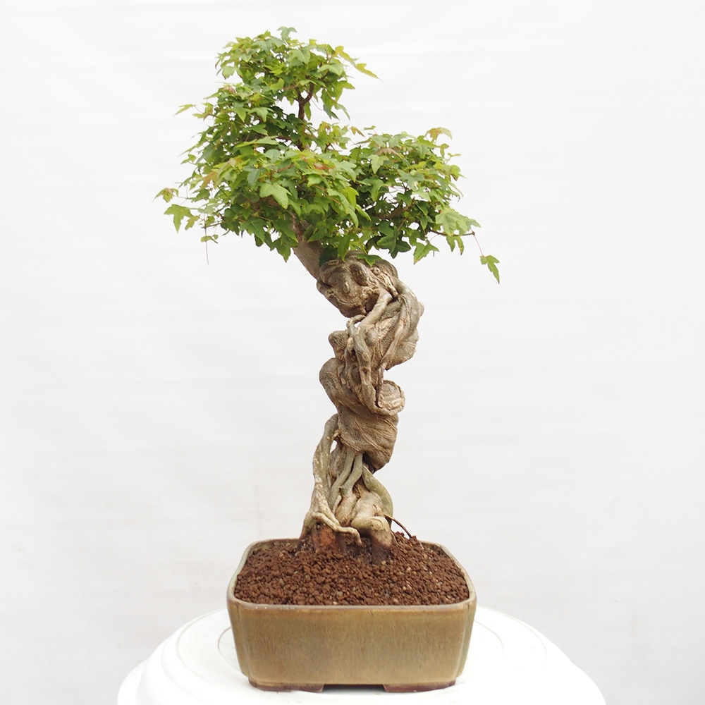 Kültéri bonsai - Acer Buergerianum - Burger juhar