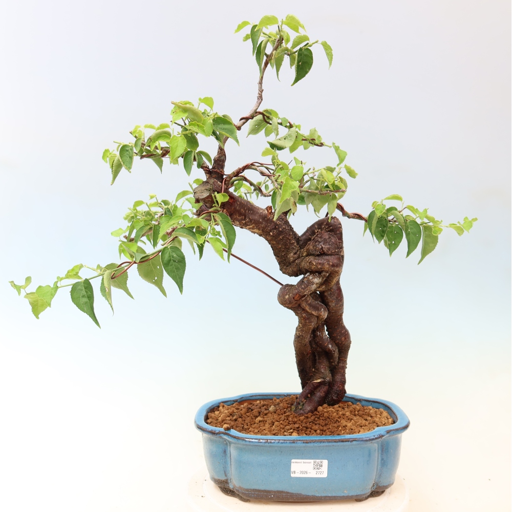 Kültéri bonsai – Japán barack – Prunus Mume