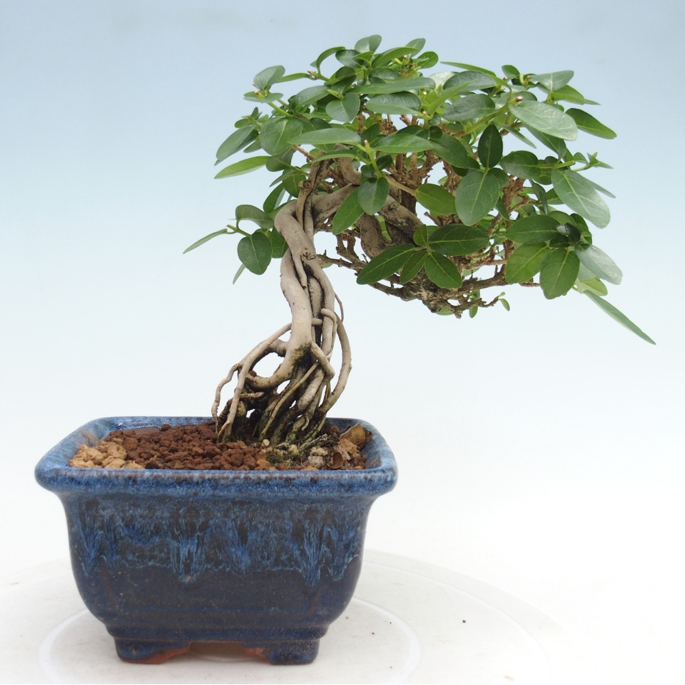Beltéri bonsai - Premna serratifolia - Kozlovna malolista