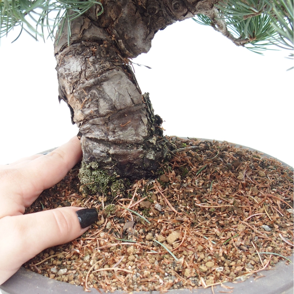 Kültéri bonsai - Pinus parviflora - Pinus parviflora