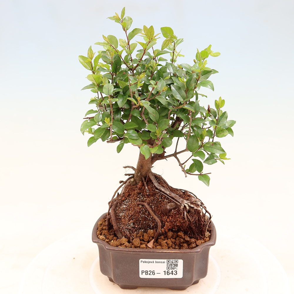 Szobai bonsai - Sageretia thea - Sageretia thea