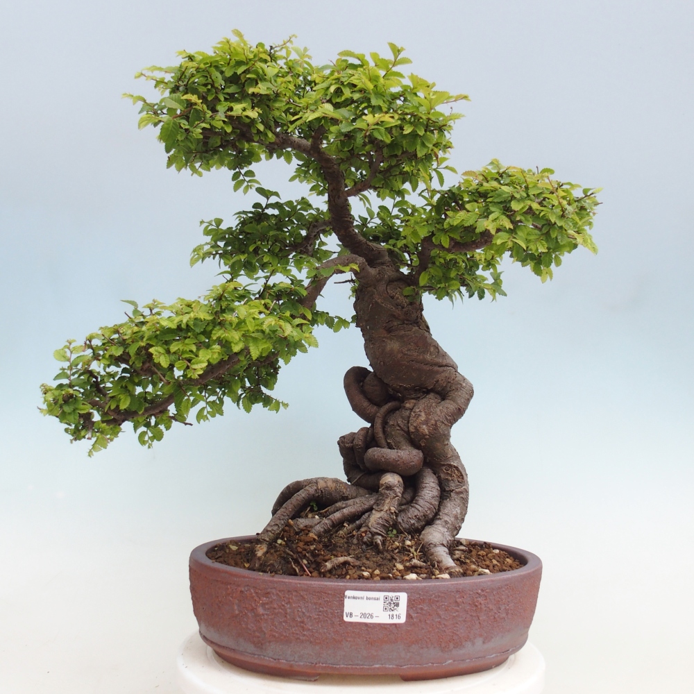 Kültéri bonsai - Ulmus parvifolia Hokkaido - Kínai szil - Ulmus parvifolia Hokkaido