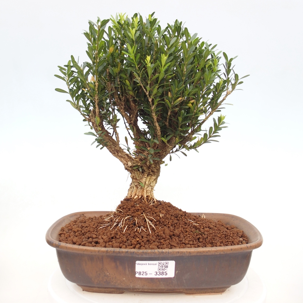 Szobai bonsai - Buxus harlandii - parafa buxus