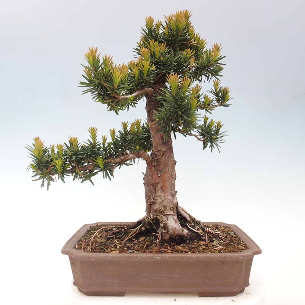 Kültéri bonsai - Taxus cuspidata - japán tiszafa