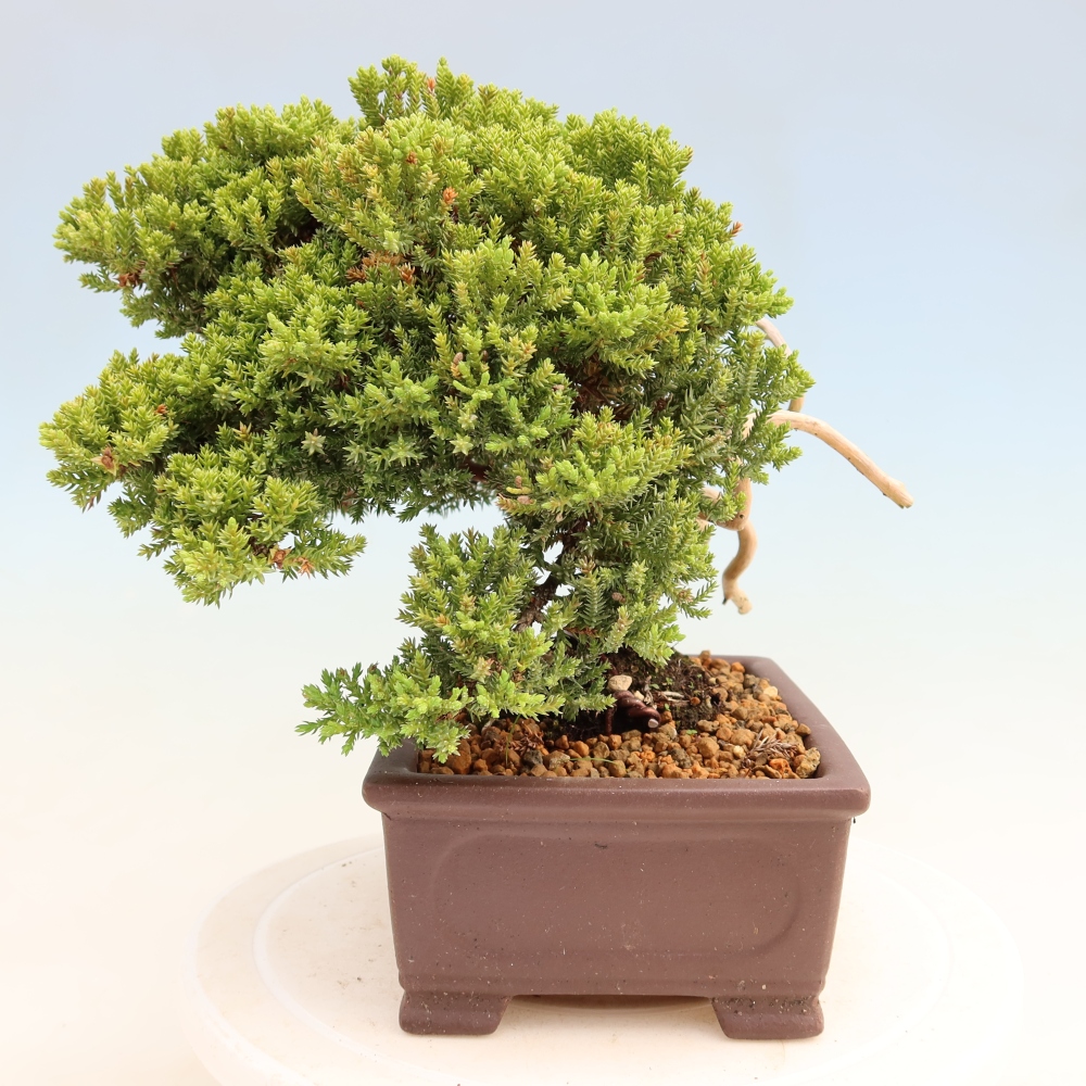Kültéri bonsai - Juniperus procumbens - Juniperus procumbens