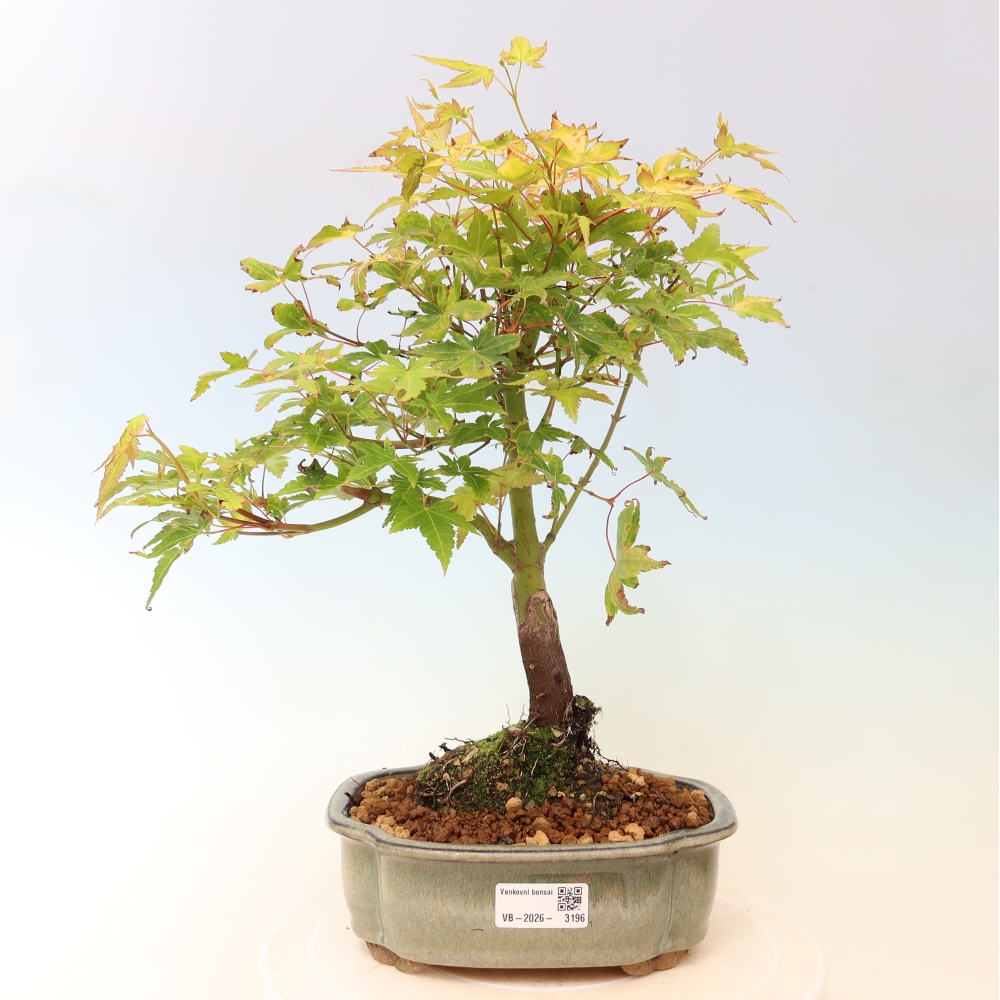 Acer palmatum Aureum - Arany juhar