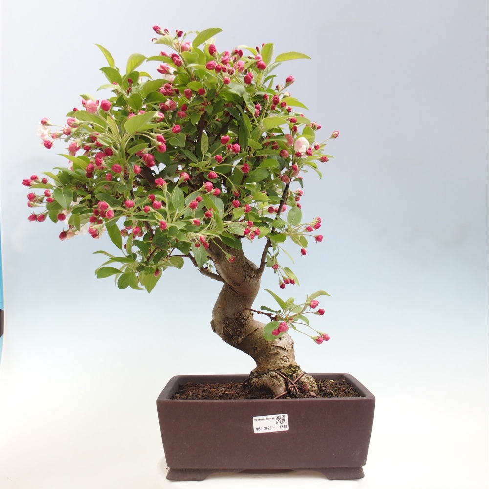 Kültéri bonsai -Malus halliana - Kis gyümölcsű almafa