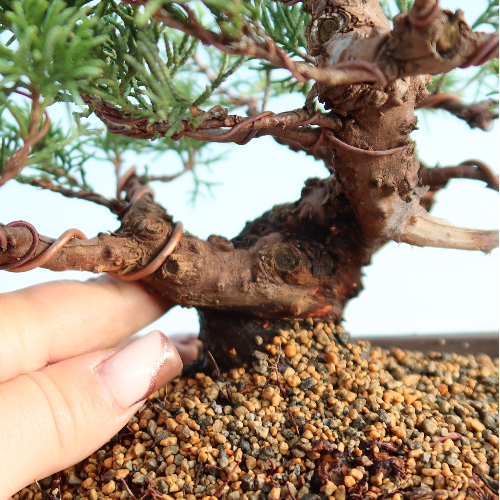 Kültéri bonsai - Juniperus chinensis Itoigawa