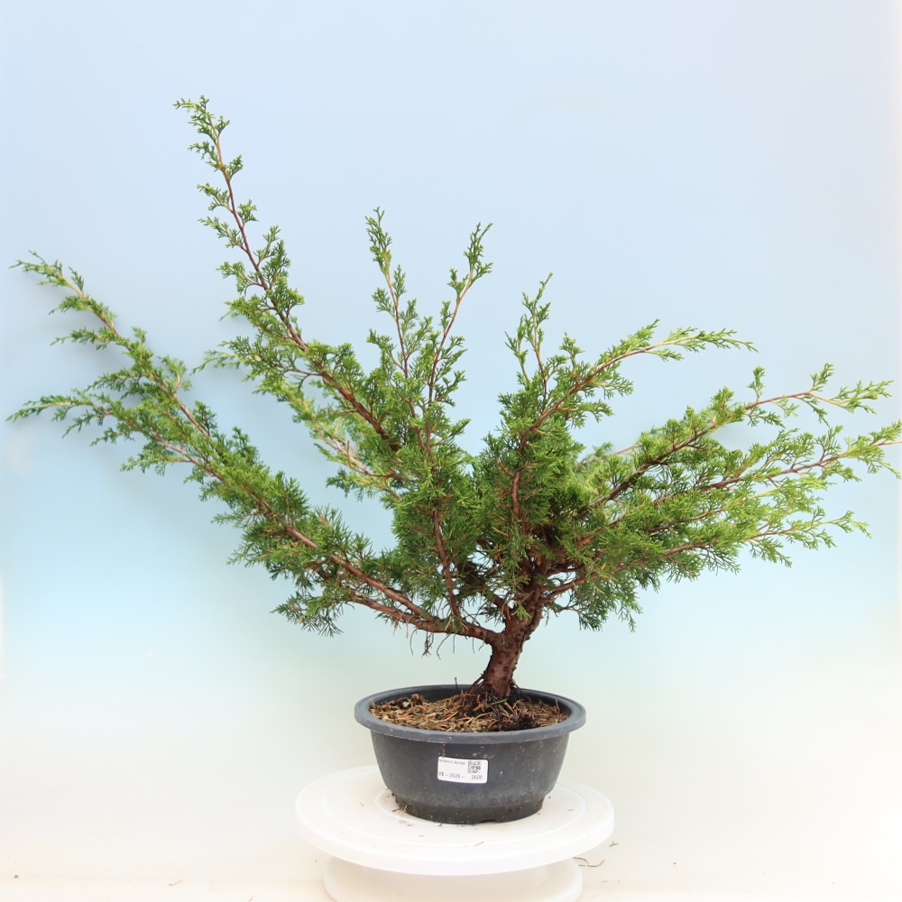 Kültéri bonsai - Juniperus chinensis Itoigawa
