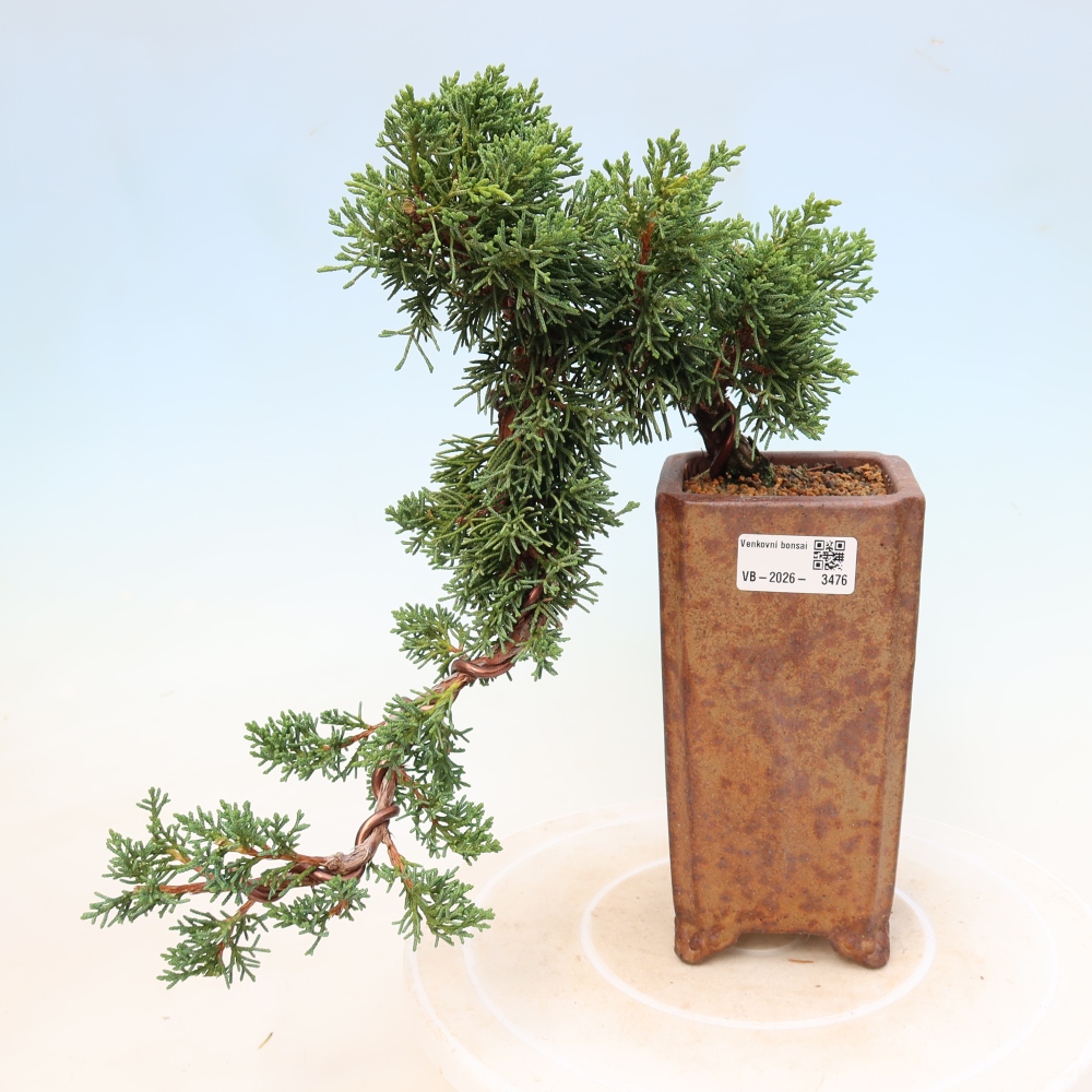 Kültéri bonsai - Juniperus chinensis Kishu