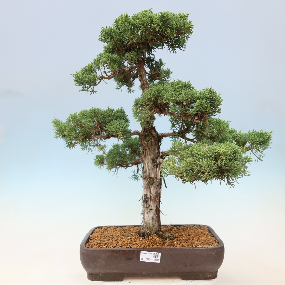 Kültéri bonsai - Juniperus chinensis Kishu