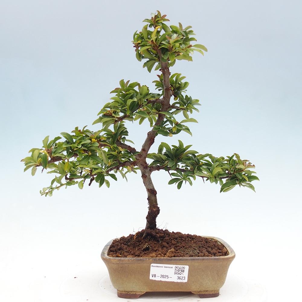 Kültéri bonsai-Pyracantha Teton - Hlox