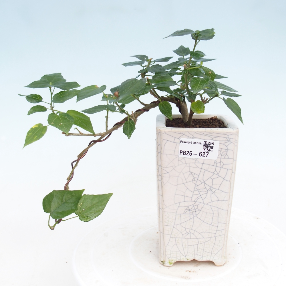 Beltéri bonsai - Malvaviscus arboreus