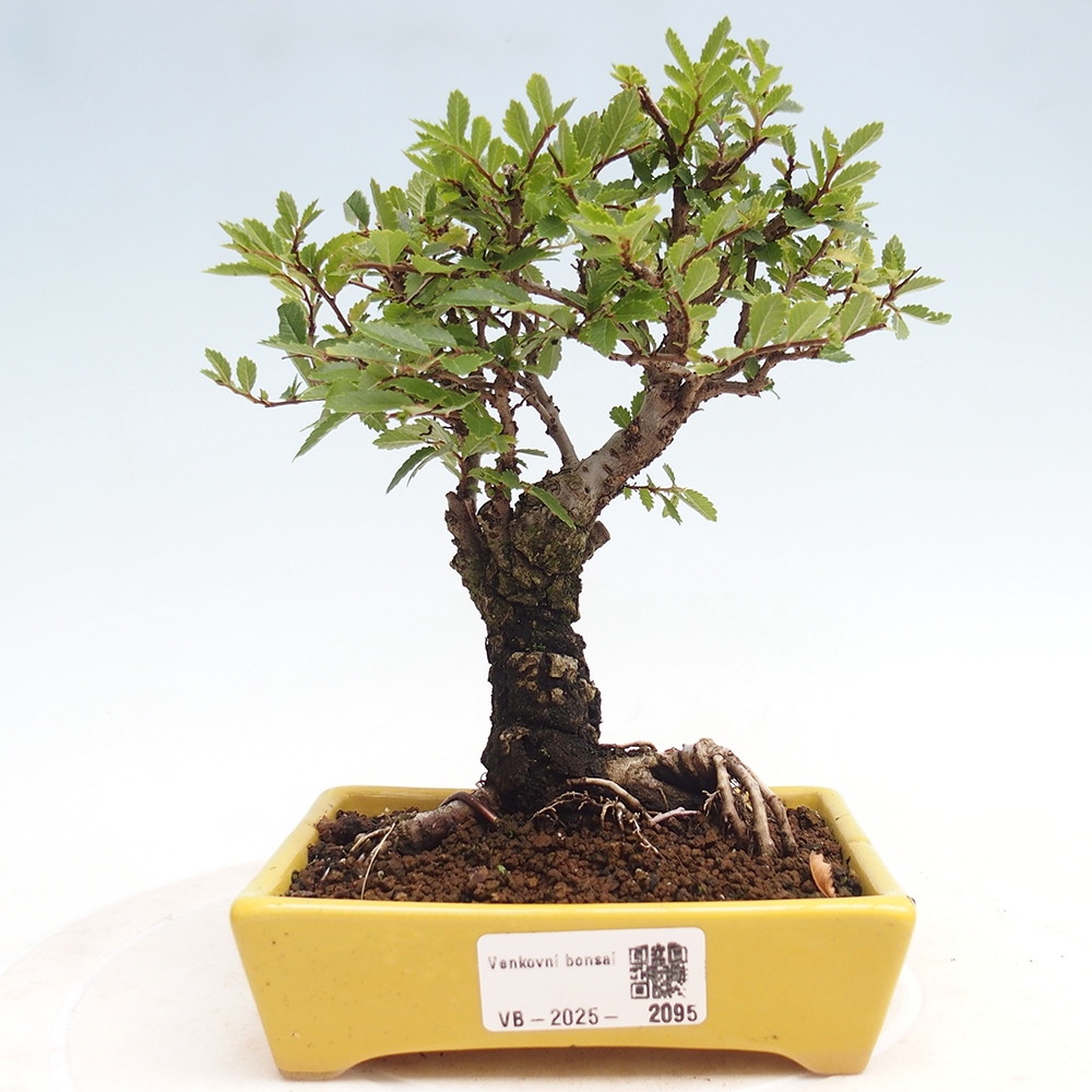 Kültéri bonsai - Zelkova - Zelkova NIRE