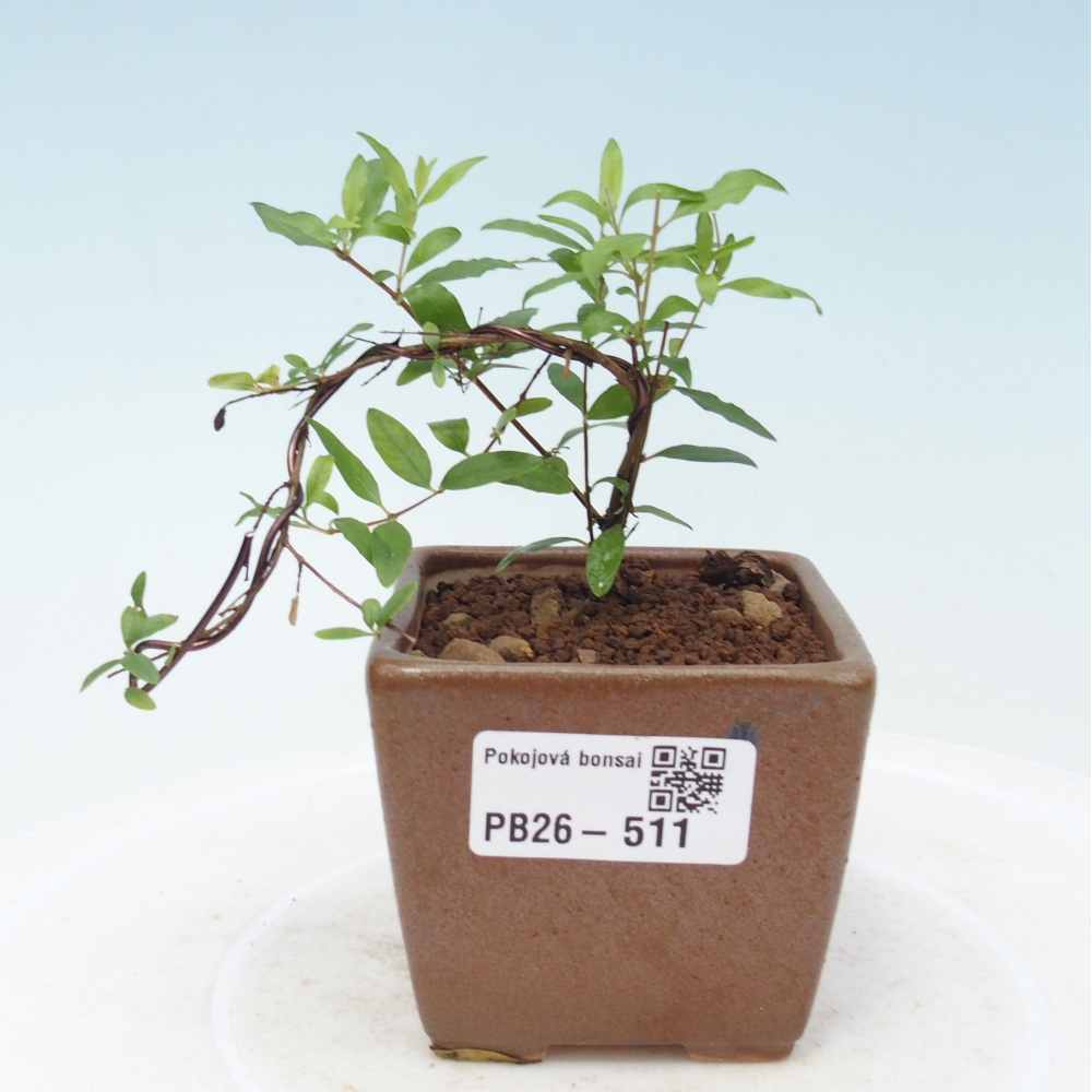 Szobai bonsai-PUNICA granatum nana-gránátalma