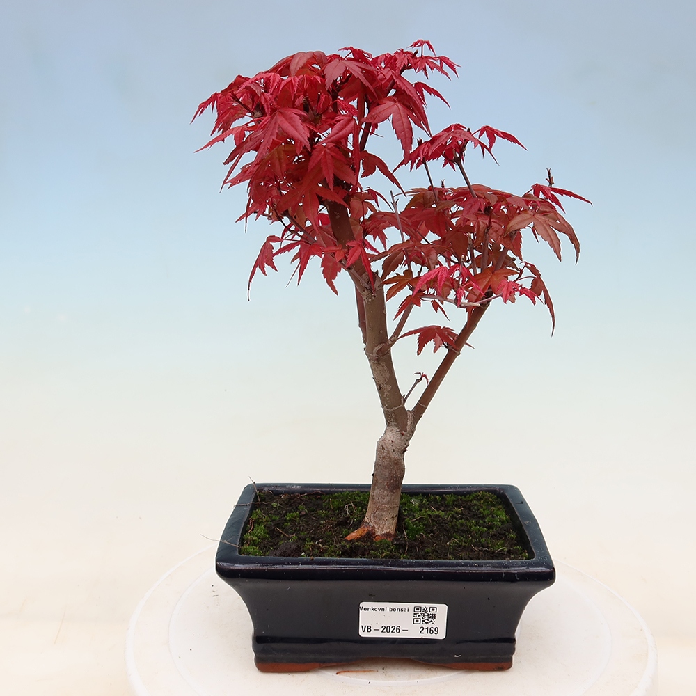 Kültéri bonsai - Acer palmatum DESHOJO