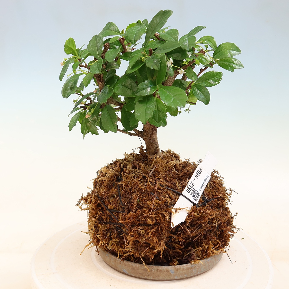 Kokedama alátéttel – Čaj-fuki – Carmona macrophylla